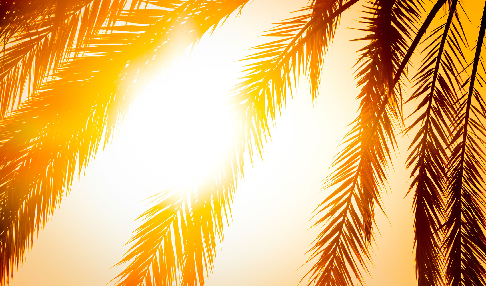 zeitlos mode beck keyvisual sommer palmenblaetter sonne